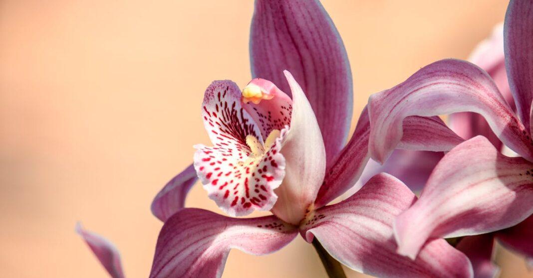 découvrez l'univers fascinant des orchidées : conseils d'entretien, variétés populaires, astuces de floraison et idées déco pour sublimer votre intérieur avec ces fleurs élégantes et exotiques.