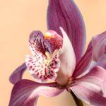 Orchidées vanda et ascocenda : trois astuces pour un entretien réussi découvrez l'univers fascinant des orchidées : conseils d'entretien, variétés populaires, astuces de floraison et idées déco pour sublimer votre intérieur avec ces fleurs élégantes et exotiques.
