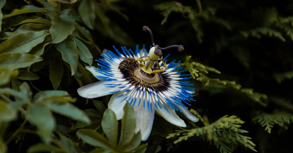 découvrez la passiflora, une plante grimpante aux fleurs spectaculaires, reconnue pour ses bienfaits apaisants et ses propriétés médicinales naturelles. tout savoir sur sa culture, ses usages et ses vertus.