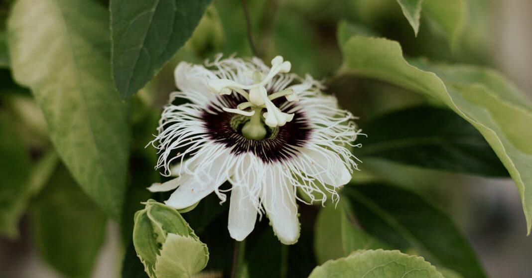 découvrez la passiflora, une plante tropicale aux fleurs magnifiques reconnue pour ses vertus apaisantes et son utilisation en phytothérapie. apprenez ses bienfaits, modes de culture et usages.