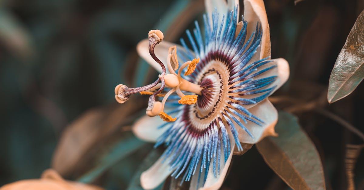découvrez la passiflora, une plante exotique reconnue pour ses fleurs spectaculaires et ses bienfaits naturels. idéale pour le jardin ou en infusion pour favoriser la détente et le sommeil.