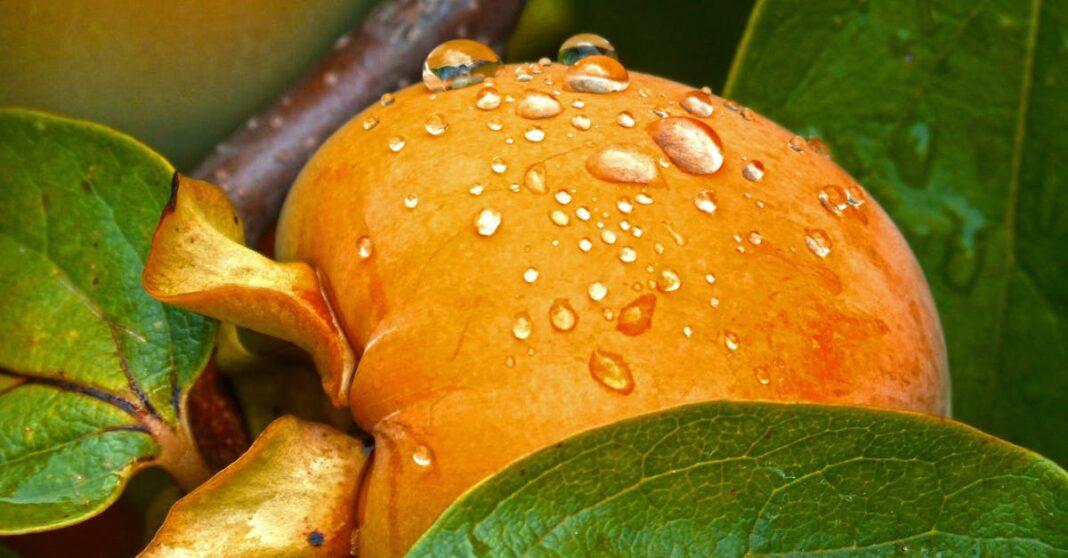 découvrez le kaki, aussi appelé persimmon, un fruit exotique à la chair sucrée et savoureuse, riche en antioxydants et vitamines. apprenez ses bienfaits, ses variétés et comment le déguster.