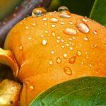 Le plaqueminier : astuces pour récolter de savoureux kakis découvrez le kaki, aussi appelé persimmon, un fruit exotique à la chair sucrée et savoureuse, riche en antioxydants et vitamines. apprenez ses bienfaits, ses variétés et comment le déguster.