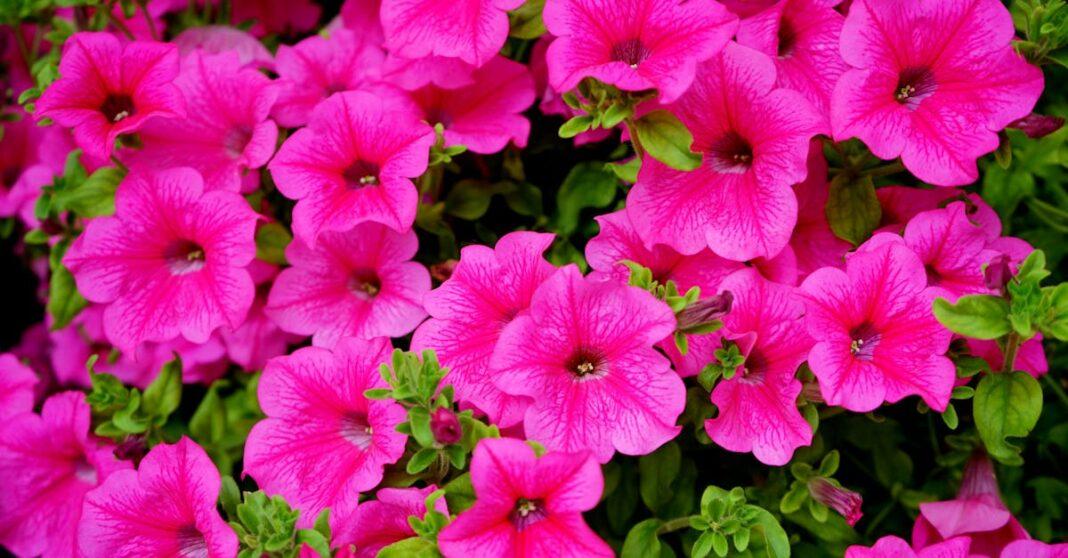 découvrez tout sur les pétunias : variétés, conseils de plantation, entretien et astuces pour des fleurs éclatantes dans votre jardin ou sur votre balcon.