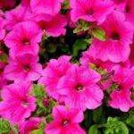 Les pétunias : une variété éclatante de fleurs pour égayer votre été ! découvrez tout sur les pétunias : variétés, conseils de plantation, entretien et astuces pour des fleurs éclatantes dans votre jardin ou sur votre balcon.