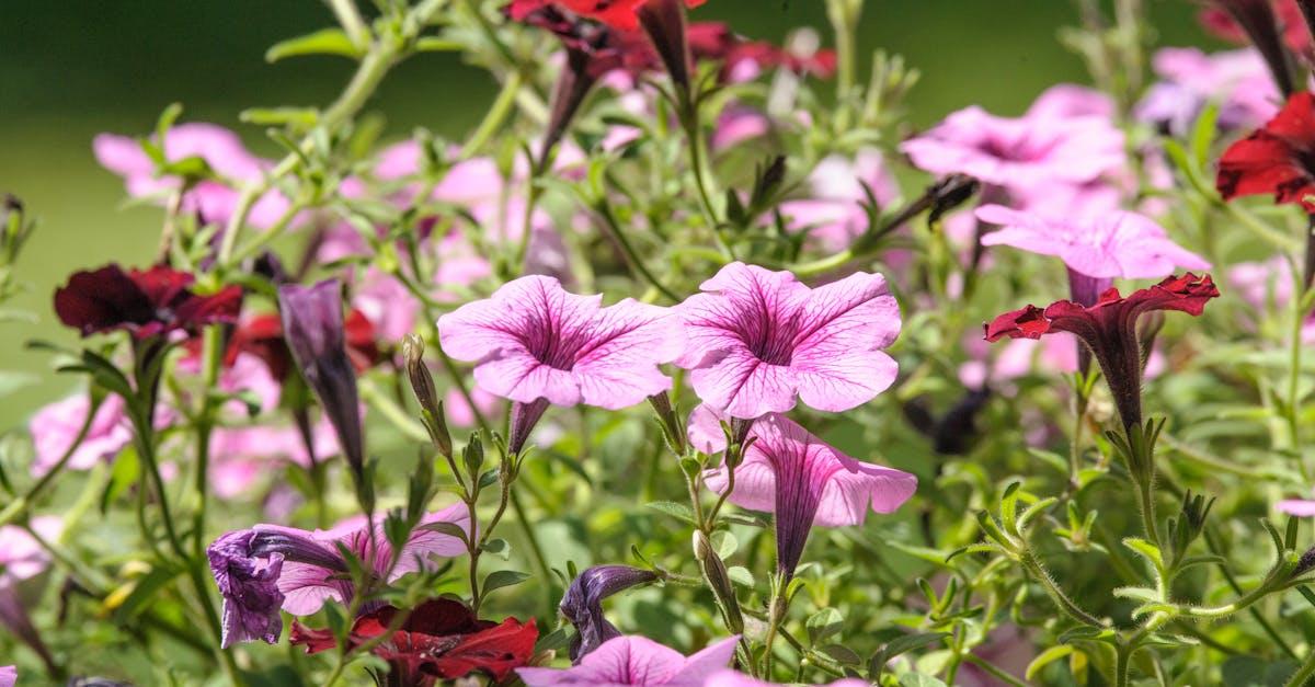 découvrez tout sur les pétunias : conseils de plantation, entretien facile et idées déco pour profiter de leurs magnifiques fleurs colorées dans votre jardin ou sur votre balcon.
