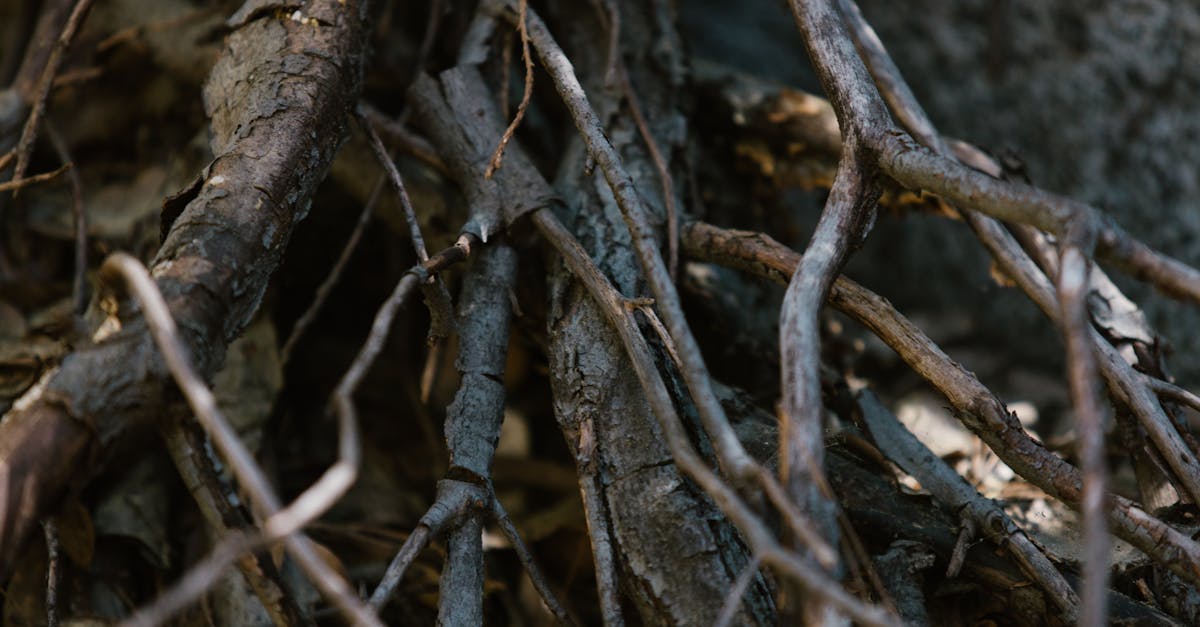 découvrez nos supports pour plantes : des solutions pratiques et esthétiques pour soutenir la croissance de vos plantes d'intérieur et d'extérieur. idéal pour jardiniers débutants ou confirmés !