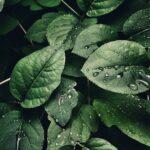 découvrez tout sur les plantes : conseils d'entretien, idées de décoration, bienfaits pour la santé et guide pour choisir les variétés adaptées à votre intérieur ou jardin.