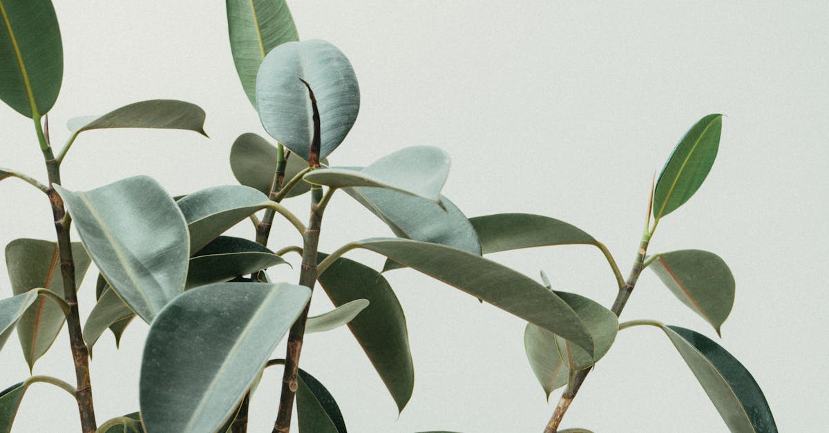 découvrez tout sur les plantes : conseils d'entretien, variétés adaptées à votre intérieur ou jardin, astuces de culture et bienfaits pour votre bien-être. transformez votre espace avec des plantes faciles à entretenir et embellissez votre quotidien naturellement.