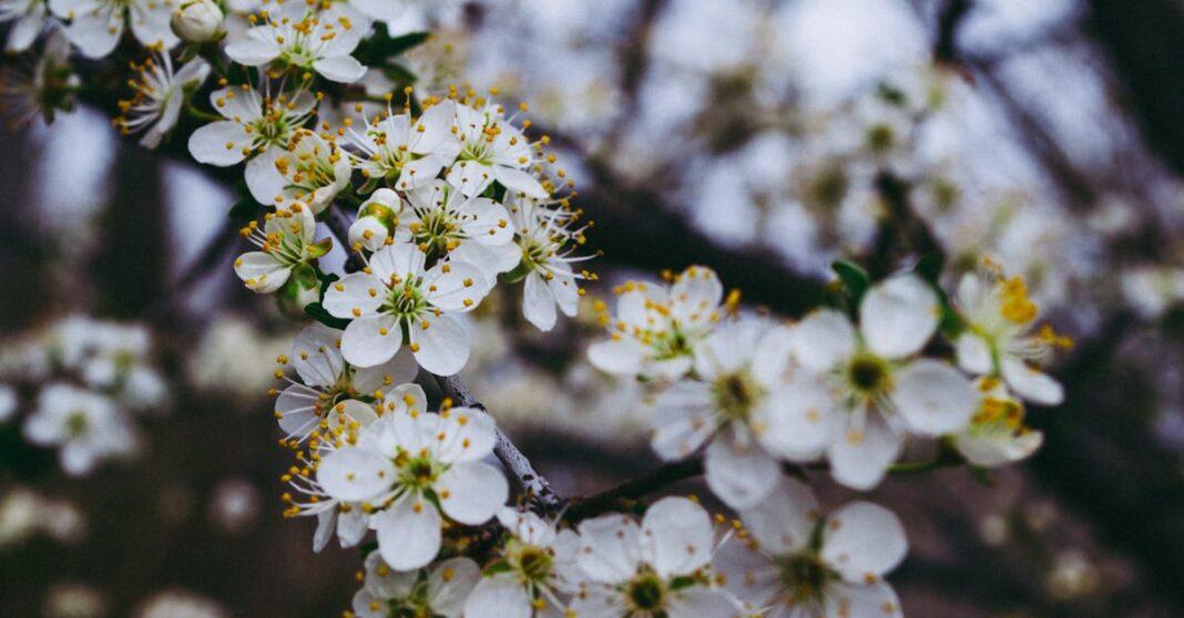 découvrez plum, la solution innovante pour gérer vos finances simplement. automatisez votre épargne, suivez vos dépenses et prenez le contrôle de votre budget en toute sécurité.