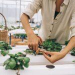 découvrez l'art de la taille (pruning) : conseils, techniques et astuces pour entretenir vos plantes, arbres et arbustes, favoriser leur croissance et améliorer votre jardin.