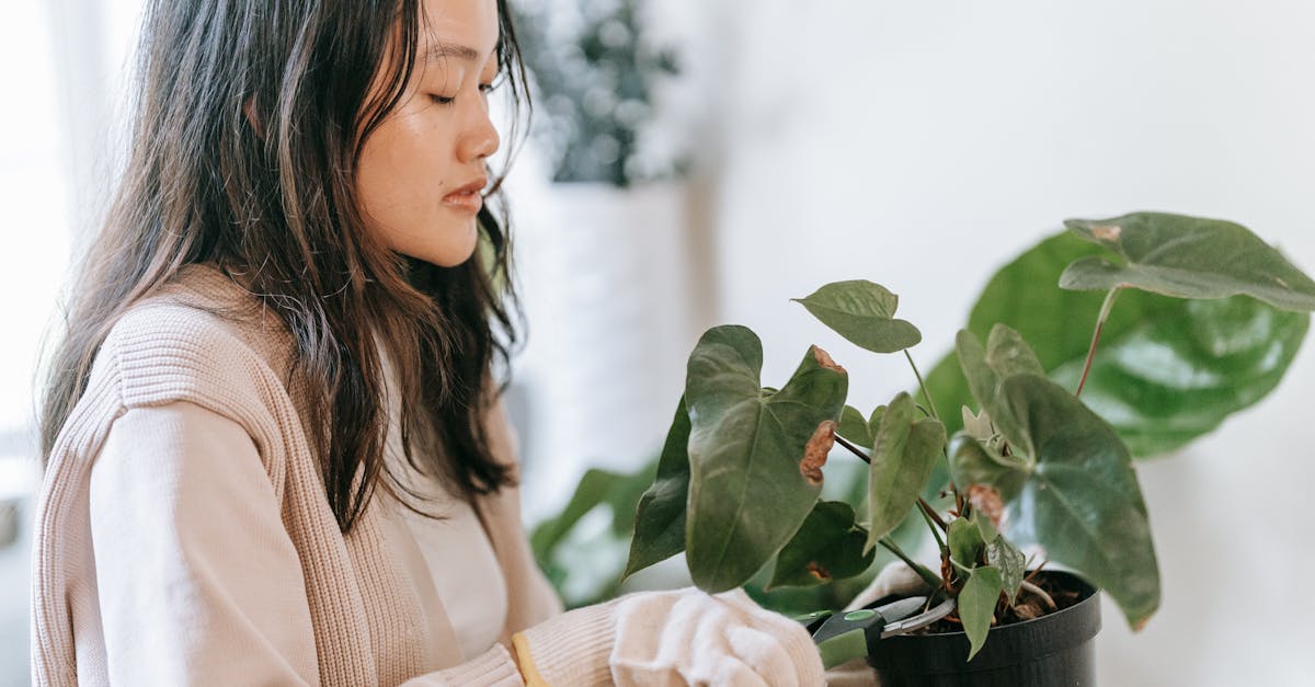 découvrez l'art du pruning, une technique de taille des plantes essentielle pour favoriser leur croissance, améliorer leur santé et optimiser la récolte au jardin. conseils et astuces adaptés à tous niveaux.