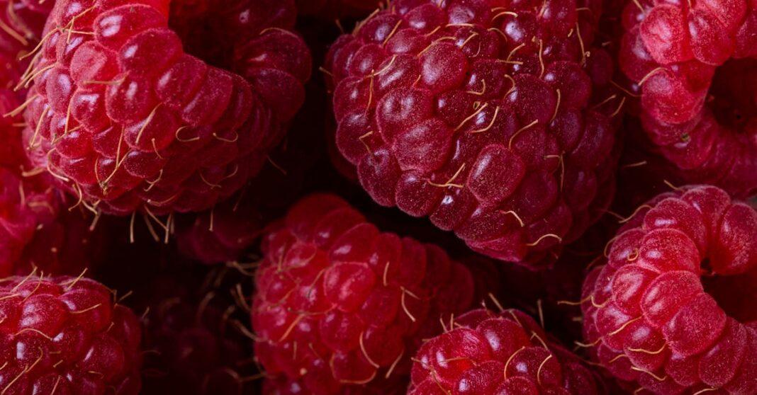 découvrez comment tailler les framboisiers efficacement pour stimuler leur croissance et augmenter votre récolte. conseils pratiques et astuces pour réussir la taille de vos framboisiers.