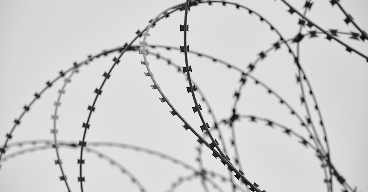 découvrez tout sur les barrières de rhizome : leur utilité, comment elles protègent votre jardin contre la propagation des racines envahissantes et les meilleurs conseils pour les installer efficacement.