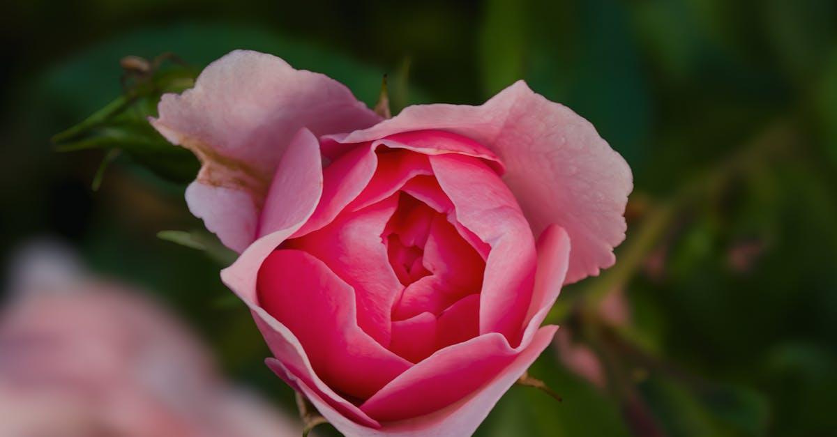 découvrez des idées inspirantes et conseils pratiques pour aménager un jardin romantique. plantes, éclairage, décoration : tout pour créer un espace extérieur plein de charme et d'élégance.