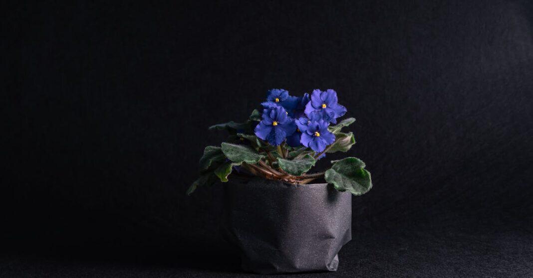 découvrez le saintpaulia, aussi appelé violette africaine, une plante d'intérieur populaire reconnue pour ses magnifiques fleurs colorées et son entretien facile. astuces de culture, soins et conseils pour une floraison réussie.