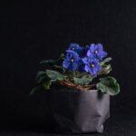Comment prendre soin de votre saintpaulia pour une floraison éblouissante découvrez le saintpaulia, aussi appelé violette africaine, une plante d'intérieur populaire reconnue pour ses magnifiques fleurs colorées et son entretien facile. astuces de culture, soins et conseils pour une floraison réussie.