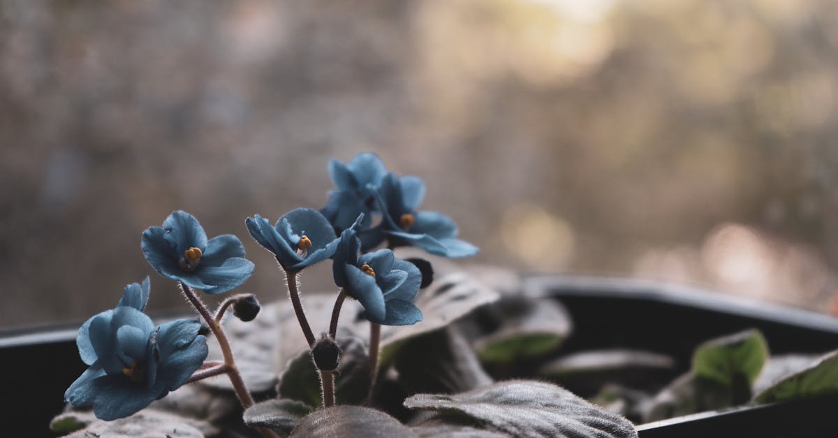 découvrez le saintpaulia, aussi appelé violette africaine, une plante d’intérieur facile à cultiver et appréciée pour ses fleurs colorées et sa longue floraison. conseils d’entretien et astuces pour embellir votre maison.