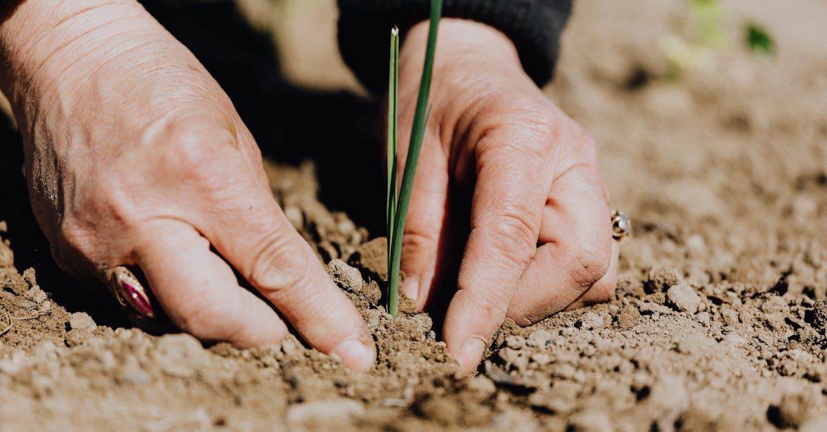 découvrez tout sur le seedling, la jeune pousse essentielle au démarrage de vos cultures : conseils pour la plantation, l’entretien et la croissance optimale des semis.