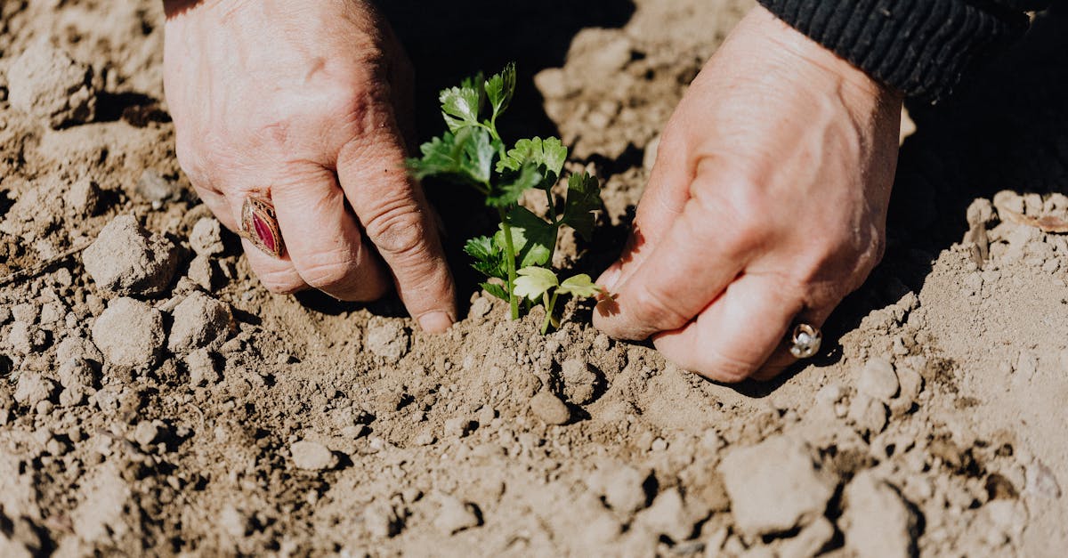 découvrez tout sur les seedling : définition, conseils de culture, étapes de croissance et astuces pour réussir la germination de vos jeunes pousses au jardin.