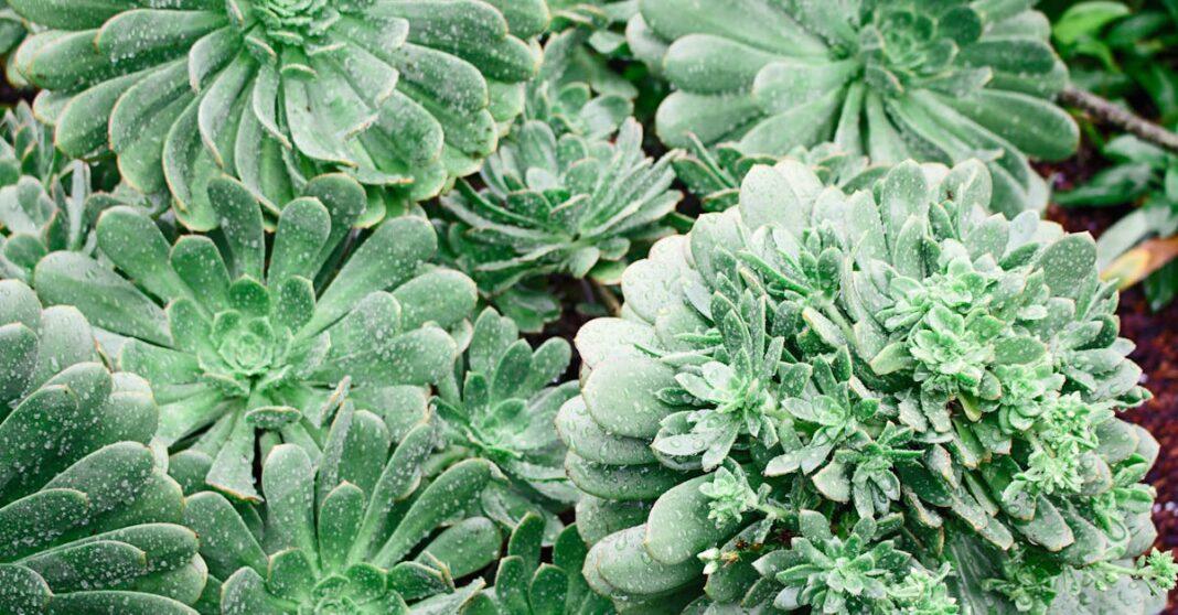 découvrez le sempervivum, une plante succulente résistante et facile d'entretien, idéale pour décorer jardins, rocailles et balcons. conseils de culture, variétés et astuces pour réussir sa plantation.