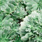 sempervivum : conseils pratiques pour une culture et un entretien réussis découvrez le sempervivum, une plante succulente résistante et facile d'entretien, idéale pour décorer jardins, rocailles et balcons. conseils de culture, variétés et astuces pour réussir sa plantation.