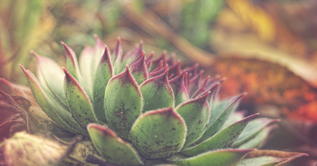 découvrez le sempervivum, une plante succulente résistante et facile d'entretien, idéale pour les jardins rocheux et la décoration intérieure. conseils de culture, variétés et entretien.