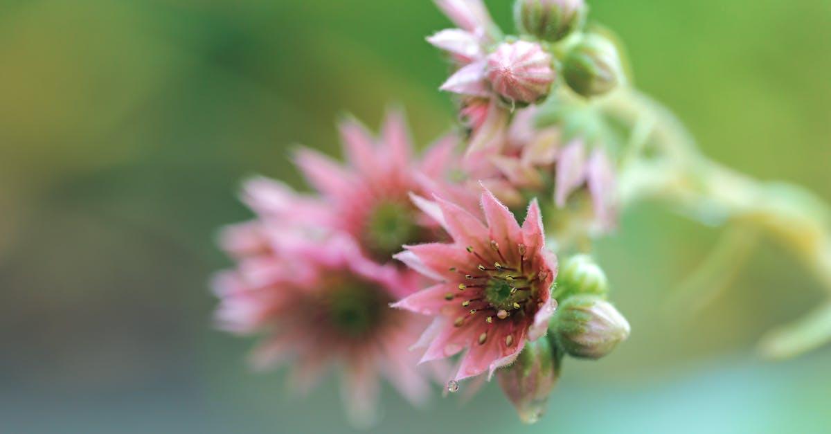 découvrez tout sur le sempervivum, une plante succulente résistante, idéale pour les jardins rocailleux et les balcons. conseils d’entretien, variétés et astuces pour une culture réussie.
