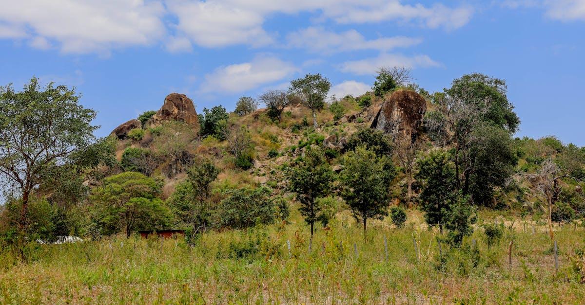 découvrez tout sur les shrubs : boissons artisanales à base de fruits, de vinaigre et de sucre, parfaites pour des cocktails rafraîchissants et originaux. savourez leur équilibre unique entre douceur et acidité !