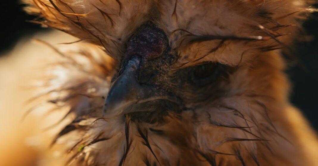 découvrez tout sur le silkie, une race de poule réputée pour son plumage soyeux, son tempérament docile et son allure unique. idéale pour les familles et les amateurs d’animaux de basse-cour.