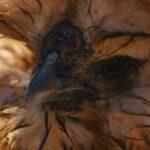 À la découverte de la poule Soie, un trésor du patrimoine avicole découvrez tout sur le silkie, une race de poule réputée pour son plumage soyeux, son tempérament docile et son allure unique. idéale pour les familles et les amateurs d’animaux de basse-cour.
