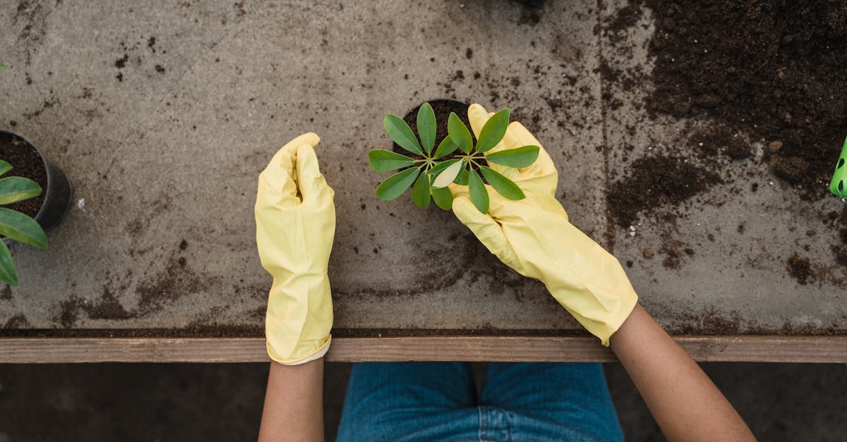 découvrez les meilleures techniques de préparation du sol pour optimiser la croissance de vos plantes. conseils pratiques, outils adaptés et étapes clés pour un sol fertile et bien structuré.