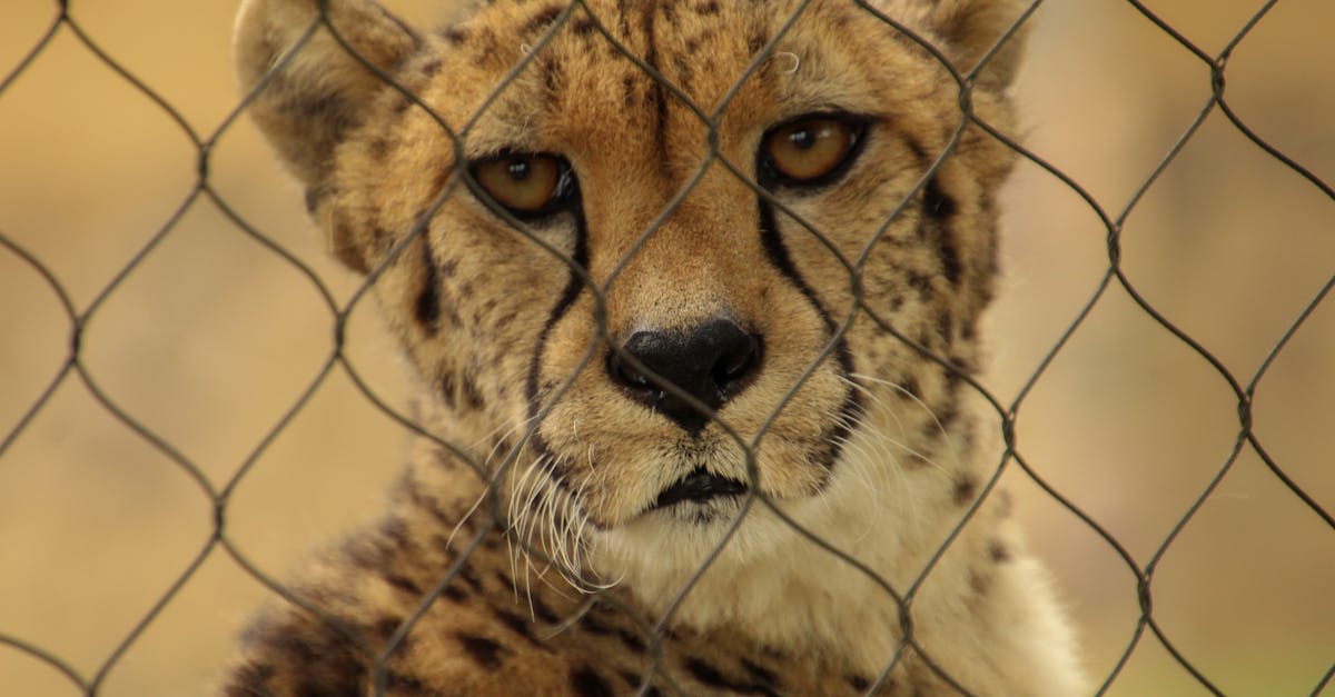 découvrez toutes les méthodes efficaces pour la conservation du squash : astuces pratiques, stockage optimal et conseils pour préserver sa fraîcheur plus longtemps.