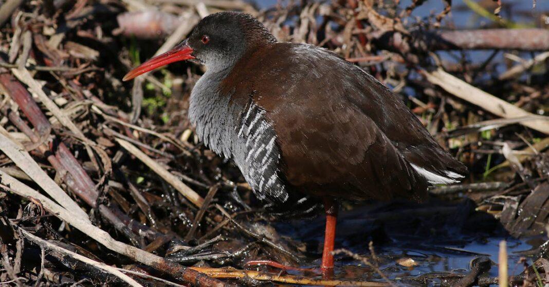 découvrez toutes les méthodes efficaces pour conserver le squash plus longtemps : astuces de stockage, congélation et conseils pour préserver sa fraîcheur et sa saveur en toute saison.