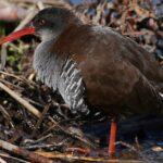 Les meilleures astuces pour conserver vos courges efficacement découvrez toutes les méthodes efficaces pour conserver le squash plus longtemps : astuces de stockage, congélation et conseils pour préserver sa fraîcheur et sa saveur en toute saison.