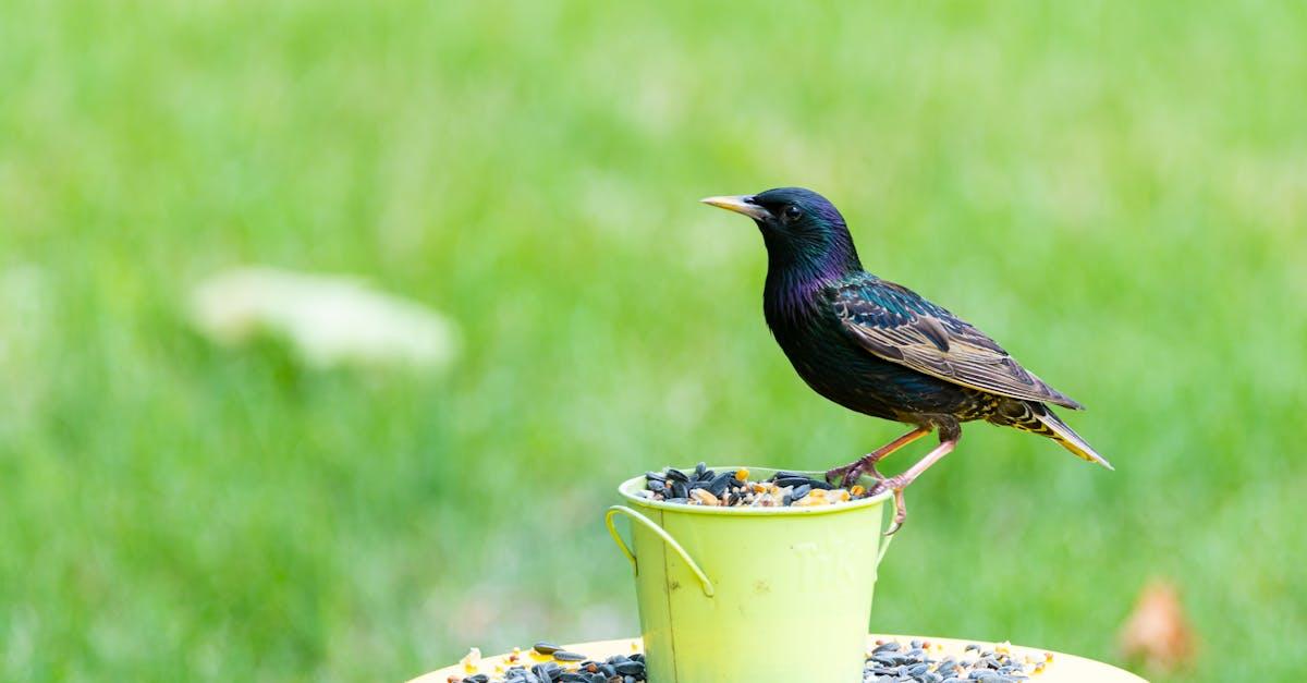 découvrez tout ce qu’il faut savoir sur le starling, cet oiseau fascinant connu pour ses chants mélodieux et ses impressionnantes migrations en groupe. informations, habitat, alimentation et comportement.