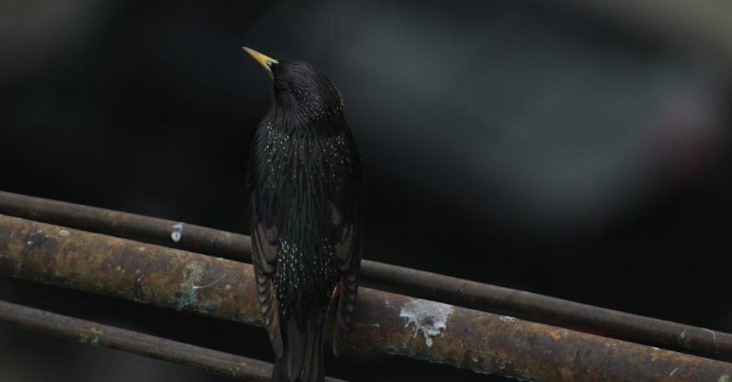 découvrez tout sur le starling, cet oiseau fascinant connu pour son plumage brillant et son chant mélodieux. apprenez-en plus sur ses habitudes, son habitat, et ses particularités uniques.