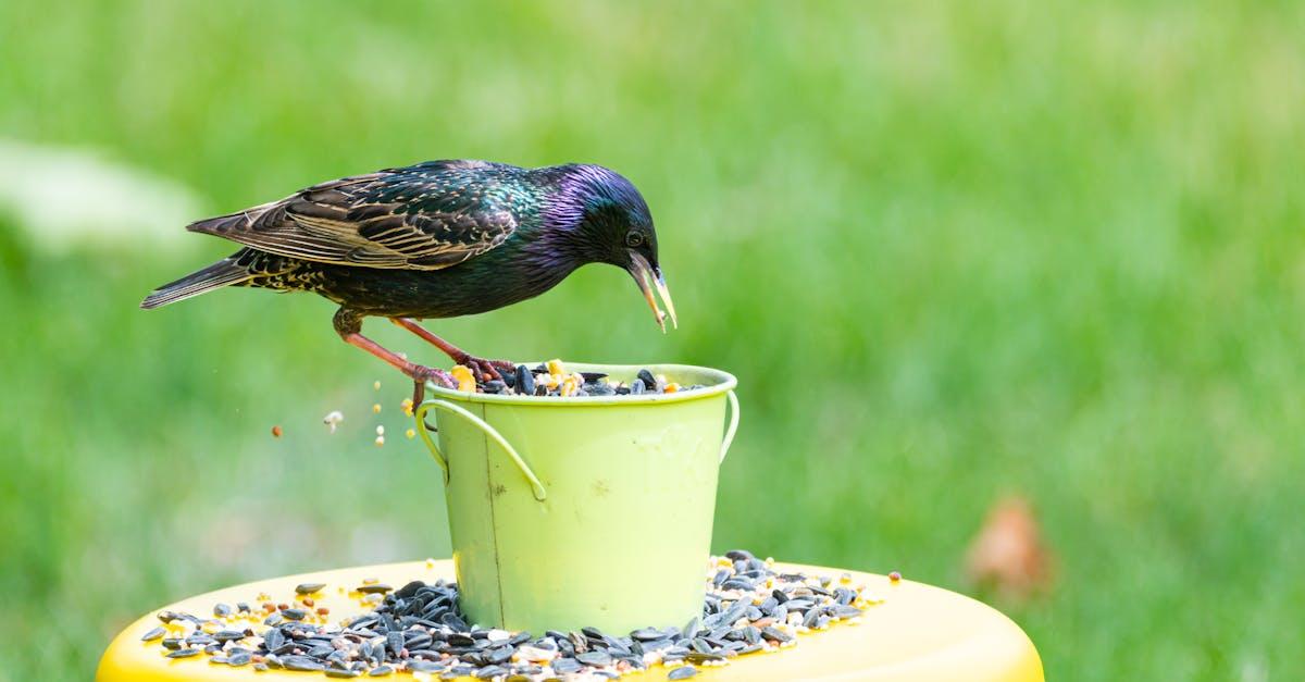 découvrez tout sur starling : ses caractéristiques, son habitat, ses comportements fascinants, et son rôle dans la nature. apprenez à reconnaître cet oiseau remarquable présent dans de nombreuses régions.