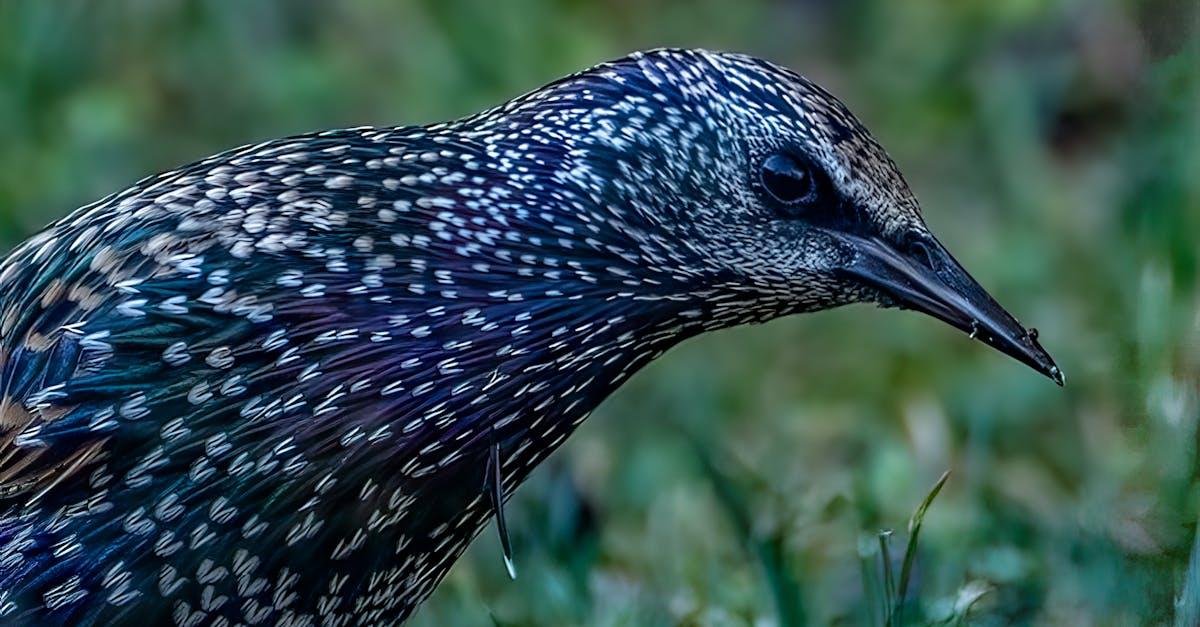 découvrez tout sur le starling : habitat, caractéristiques, comportements et conseils pour observer cet oiseau fascinant. apprenez à l’identifier et à le protéger !