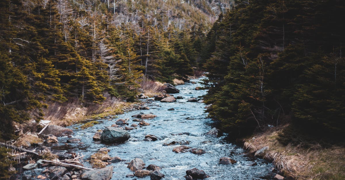 découvrez le stone pine, un conifère majestueux typique du bassin méditerranéen, apprécié pour sa silhouette élégante, ses pignons savoureux et son adaptation aux jardins secs. idéal pour apporter charme et originalité à votre espace vert.