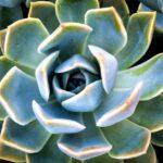 Plongez dans l'univers fascinant des orpins, ces succulentes incontournables découvrez l'univers fascinant des succulentes : conseils d'entretien, astuces de culture et idées déco pour ces plantes résistantes et faciles à vivre, parfaites pour égayer votre intérieur ou extérieur.