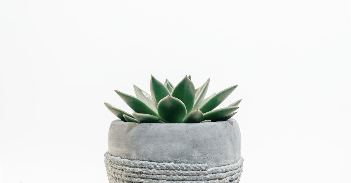 découvrez tout sur les succulentes : conseils d’entretien, types populaires, astuces de culture et idées déco pour des plantes faciles à vivre et tendance dans votre intérieur ou votre jardin.