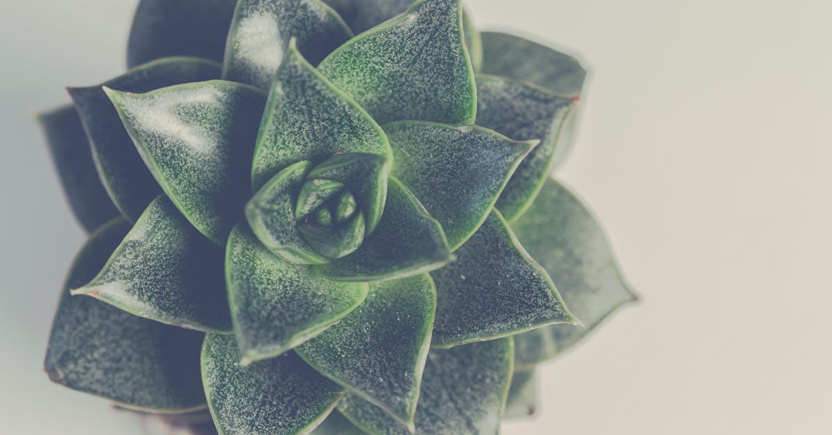 découvrez tout sur les succulentes : conseils d’entretien, astuces de culture et idées déco pour sublimer votre intérieur avec ces plantes faciles et résistantes.
