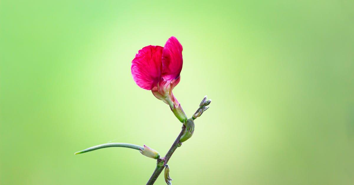 découvrez le pois de senteur, une plante grimpante aux fleurs délicates et parfumées, idéale pour parfumer jardins et balcons. conseils de culture et idées déco.