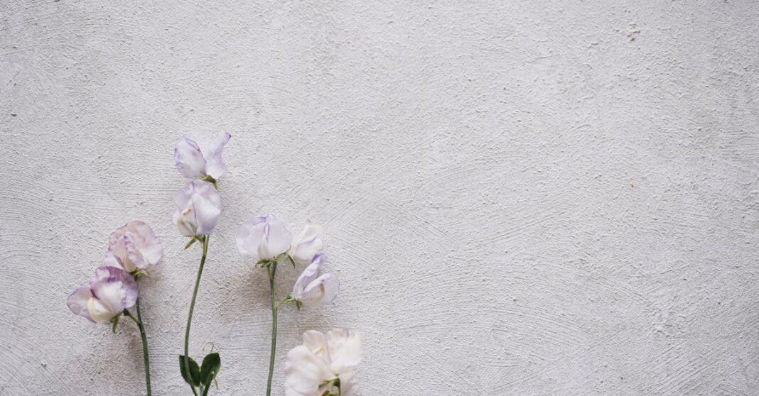 découvrez la fleur sweet pea, aussi appelée pois de senteur, célèbre pour ses couleurs vives et son parfum délicat. idéale pour décorer jardins et bouquets, elle apporte fraîcheur et élégance à tout espace.