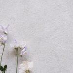 Tout savoir sur le pois de senteur : astuces pour le semis, la culture et la plantation découvrez la fleur sweet pea, aussi appelée pois de senteur, célèbre pour ses couleurs vives et son parfum délicat. idéale pour décorer jardins et bouquets, elle apporte fraîcheur et élégance à tout espace.