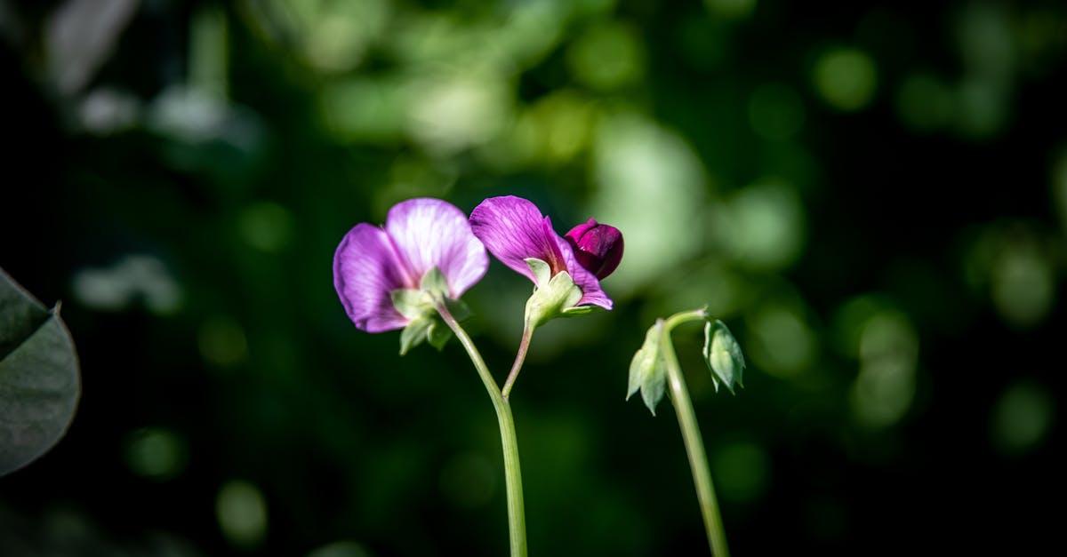 découvrez le sweet pea, une fleur délicate au parfum envoûtant, idéale pour égayer votre jardin ou décorer votre intérieur avec élégance et douceur.