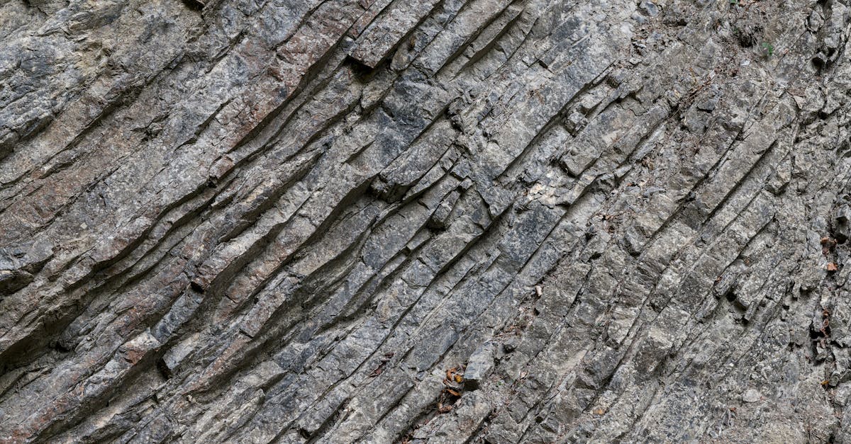 découvrez les bienfaits et les usages de la bette, ou swiss chard, un légume-feuille riche en nutriments, parfait pour des recettes saines et savoureuses. conseils de préparation et idées de plats inclus.