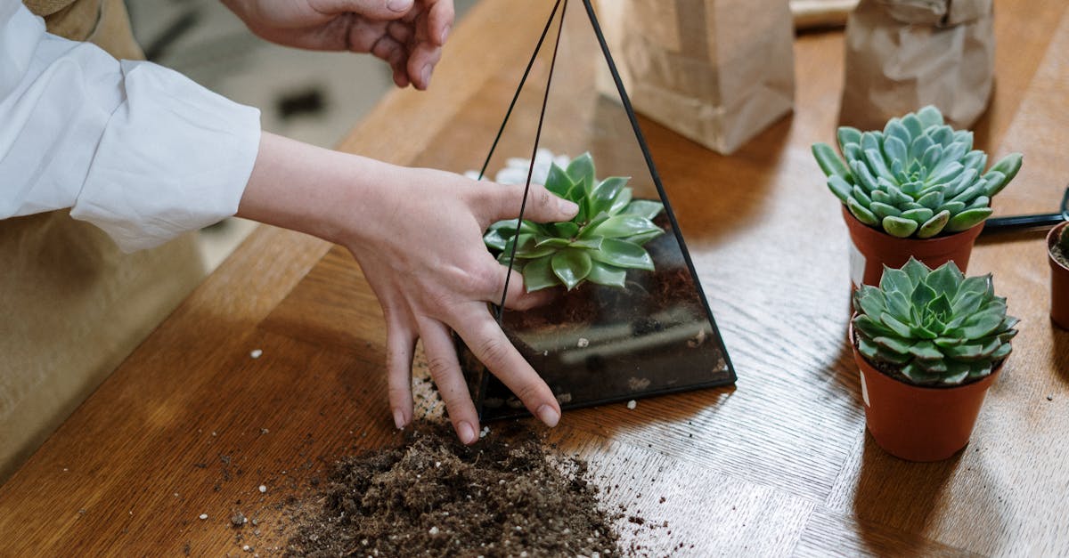 découvrez tout sur les terrariums : conseils de création, choix des plantes et astuces d’entretien pour un écosystème miniature et décoratif chez vous.