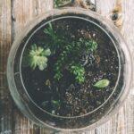 Comment réaliser un terrarium dans un vase dame-jeanne ou une grande bouteille découvrez tout sur les terrariums : conseils pour créer, entretenir et décorer un écosystème miniature chez vous. idéal pour amateurs de plantes et de décoration naturelle.